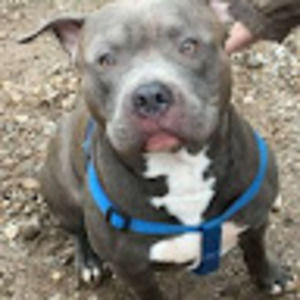 Meet your Posher, Austin